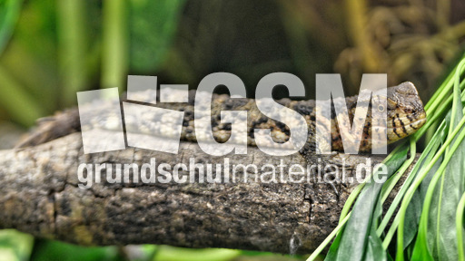 Chinesische Krokodilschwanzechse_1.jpg